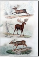 Framed Stag, Elk and Deer