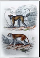 Framed Pair of Monkeys VI