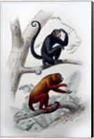 Framed Pair of Monkeys VIII