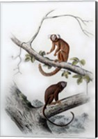 Framed Pair of Monkeys XI