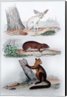Framed Three Mammals II