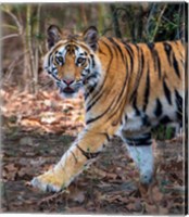 Framed Bengal Tiger, Bandhavgarh National Park, India
