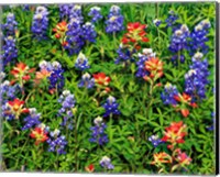 Framed Texas Bluebonnets