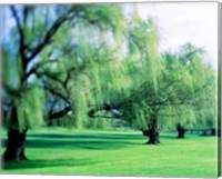 Framed Willow Trees