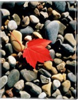 Framed Maple Leaf on Pebbles