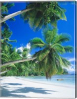 Framed Mahe Seychelles