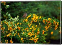 Framed Song Sparrow Bird