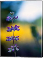 Framed Lupine Flower Blossoms