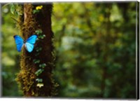 Framed Blue Morpho Butterfly, Costa Rica