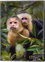 Framed White-Throated Capuchin Monkeys (Cebus capucinus) on tree, Tortuguero, Costa Rica