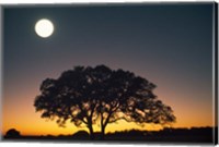 Framed Full Moon Over Silhouetted Tree