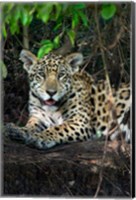 Framed Jaguar, Pantanal Wetlands, Brazil