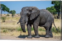 Framed African Elephant, Ndutu, Ngorongoro Conservation Area, Tanzania