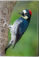Framed Acorn Woodpecker, Costa Rica