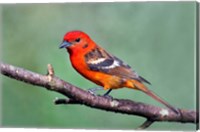 Framed Flame-Colored Tanager Savegre, Costa Rica