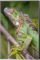 Framed Green Iguana, Sarapiqui, Costa Rica