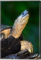 Framed Black Marsh Turtle, Tortuguero, Costa Rica