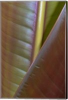 Framed Banana Leaf, Sarapiqui, Costa Rica