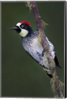 Framed Acorn Woodpecker on Branch, Savegre, Costa Rica