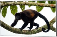 Framed Black Howler Monkey, Sarapiqui, Costa Rica