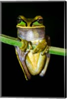 Framed Masked Tree Frog Sarapiqui, Costa Rica