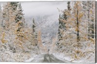 Framed Empty Forest Road, McCarthy, Alaska