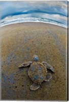 Framed Green Sea Turtle, Tortuguero, Costa Rica