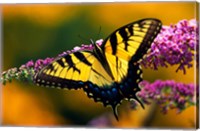 Framed Male Tiger Swallowtail Butterfly