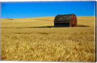 Framed Red barn in wheat field, Palouse region, Washington, USA.