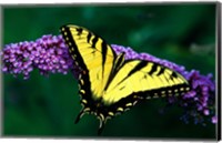 Framed Tiger Swallowtail Butterfly