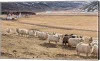 Framed Flock of Sheep, Iceland
