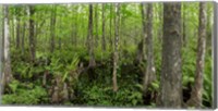 Framed Six Mile Cypress Slough Preserve in Fort Myers, Florida