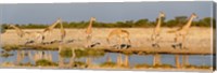 Framed Giraffes, Etosha National Park, Namibia