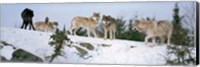 Framed Gray wolves, Massey, Ontario, Canada