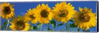Framed Sunflowers in a Row