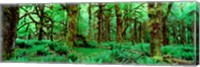 Framed Rain Forest, Olympic National Park, Washington State