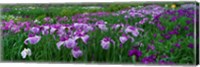 Framed Iris Garden, Nara, Japan