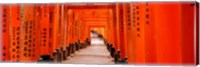 Framed Tunnel of Torii Gates, Fushimi Inari Shrine, Japan