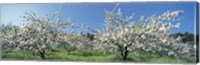 Framed Apple Blossom Trees, Norway