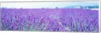 Framed Lavender Field in Japan