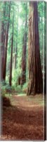 Framed Redwood Trees, St Park Humbolt, CO