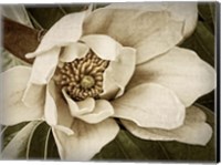 Framed Classic Magnolia I