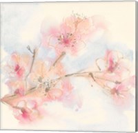 Framed Pink Blossoms II