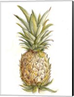 Framed Pineapple Sketch II