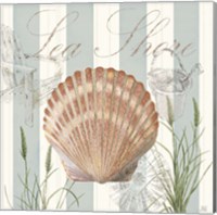 Framed Seashells by the Seashore II
