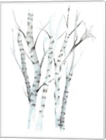 Framed Aquarelle Birches II