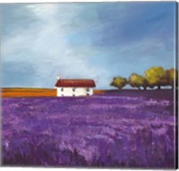 Framed Field of Lavender I