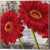 Framed Red Gerberas I