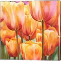 Framed Spring Tulips II