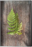Framed Woodland Fern III